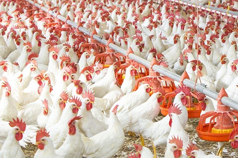 Poultry Farm in Romania